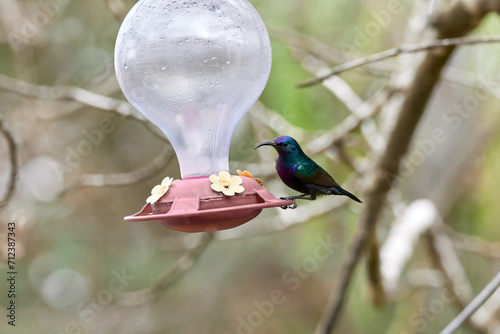 Two hummingbird bird with pink flower. hummingbirds Fiery-throated Hummingbird, flying next to beautiful bloom flower photo