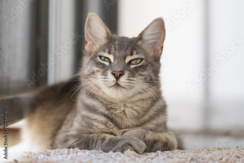 Fototapeta Naklejka Na Ścianę i Meble -  Happy cat pet indoor portrait