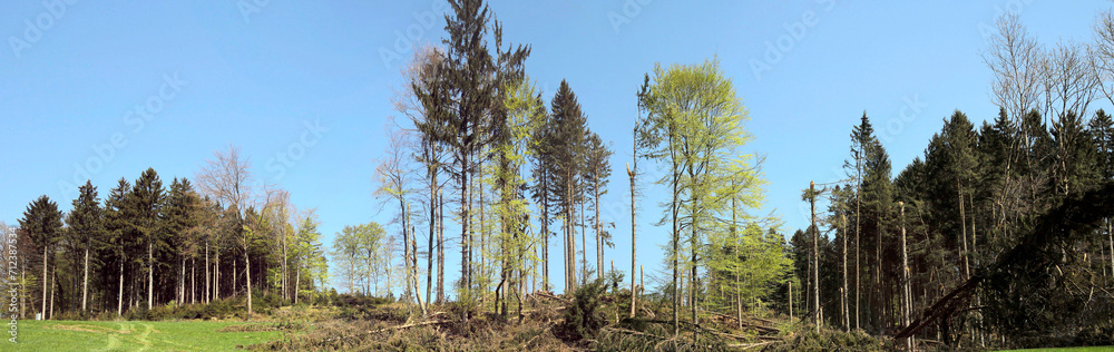 Windbruch, Sturmschaden im Wald, Panorama, Bayern, Deutschland, Europa Windbruch, Sturmschaden im Wald, Panorama, Bayern, Deutschland, Europa