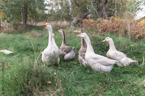 Geese in the grass in a clearing