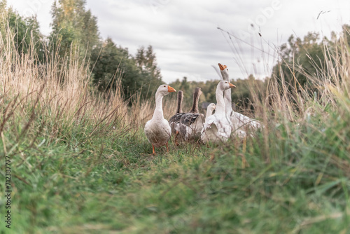 Geese in the grass in a clearing