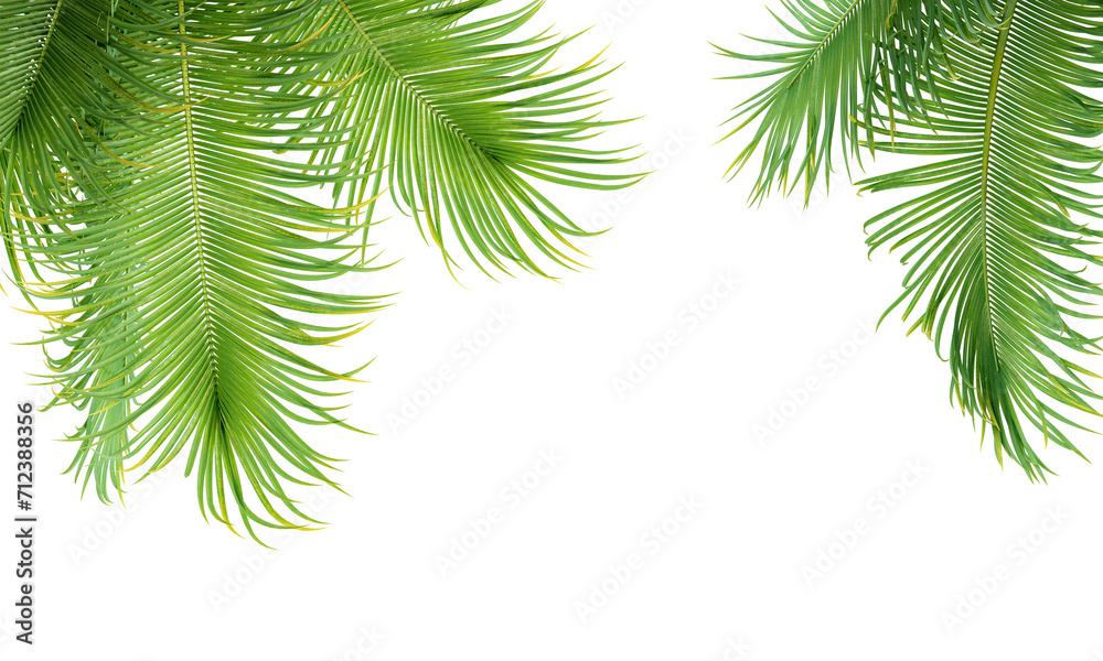 Branch of palm tree isolated on white