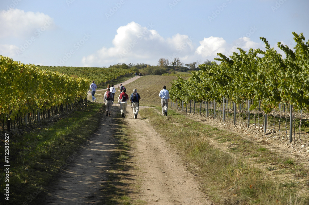 wandern im weinberg wandern im weinberg