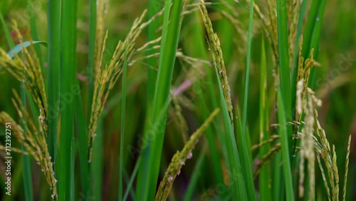 Rice for harvest growing in field