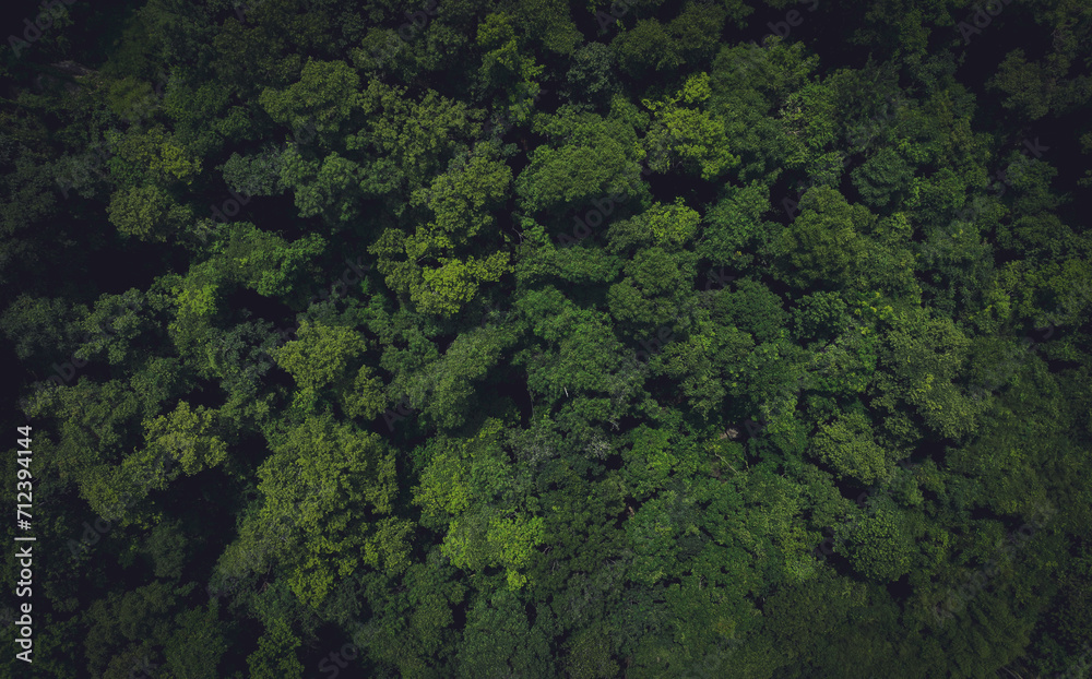 Aerial top view of green trees in forest. Drone view of dense green