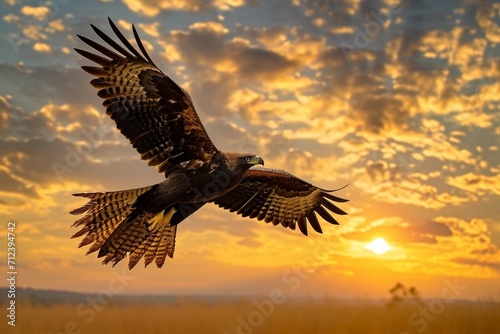 The Madagascar Serpent Eagle in flight against the backdrop of a dramatic sunrise over the savannah