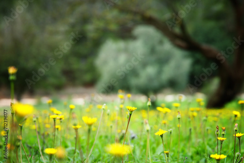 Close up image of flowers blooming in meadow