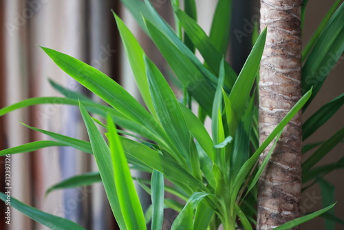 Tree of Life, Yucca Elephantipes, indoor plants.