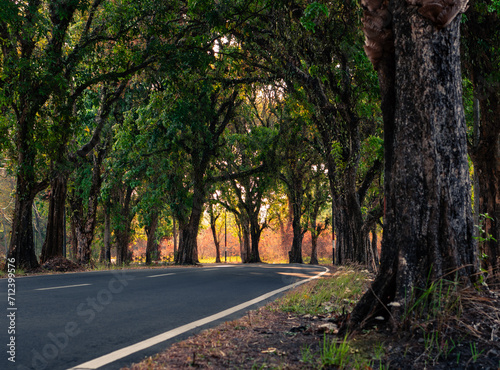 sunlight penetrates towards the road through the shady trees