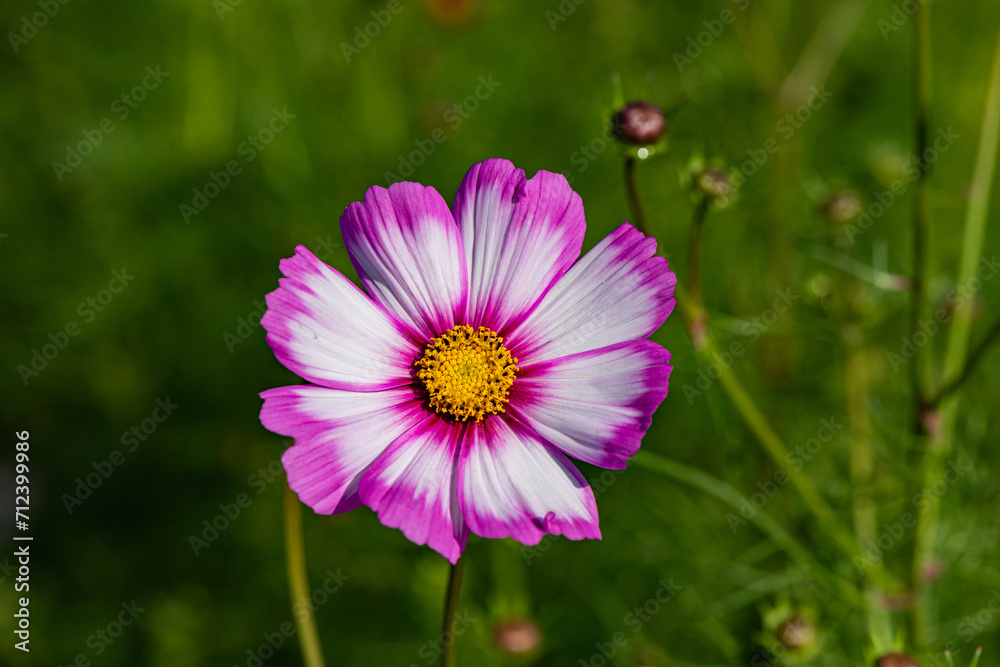 In summer, the Gesang flowers bloom in urban parks In summer, the Gesang flowers bloom in urban parks