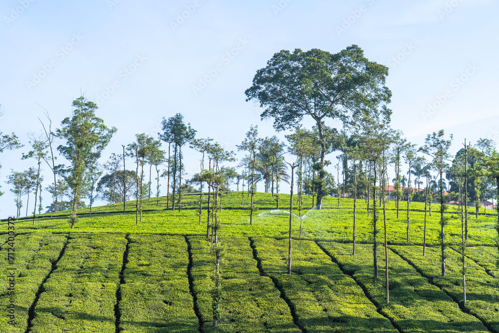 Tea Plantation in Munnar Kerala India.