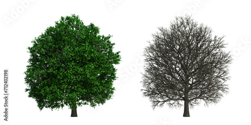 3d rendering tree isolated cut background