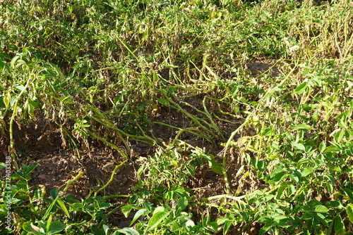potato crop destroyed by fungal disease. downy mildew or Phytophthora infestans kills potato plants photo