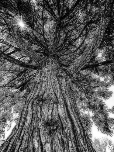 sequoia tree