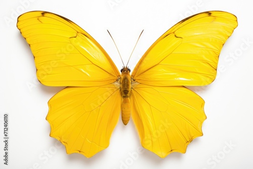 Isolated Yellow Butterfly with Beautiful Morpho Wings - White Background