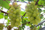 photo of grapes or Vitis vinifera L. in a traditional Indonesian garden. used as an ingredient in grape juice.