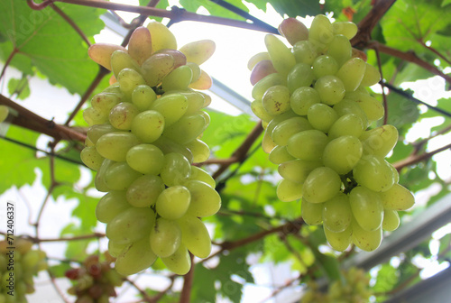 photo of grapes or Vitis vinifera L. in a traditional Indonesian garden. used as an ingredient in grape juice.