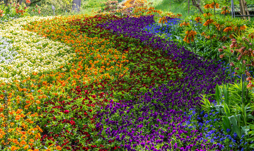 Flowerbed in spring with violet flowers. Colorful red, yellow and violet Pansies. © lorenza62