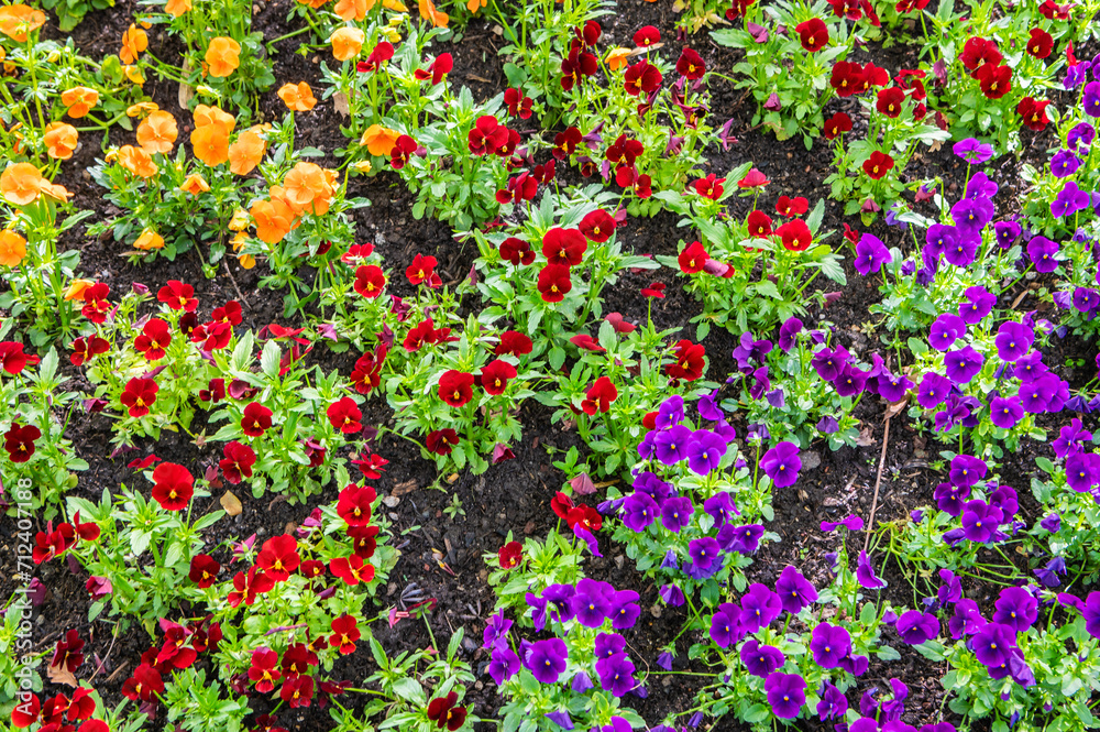 Flowerbed in spring with violet flowers.  Colorful red, yellow and violet Pansies.