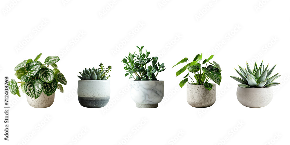 Set of Green plants in potted for interior decoration isolated on transparent png background, Houseplant for decorated in bedroom or living room, minimal natural health concept. Set of Green plants in potted for interior decoration isolated on transparent png background, Houseplant for decorated in bedroom or living room, minimal natural health concept.