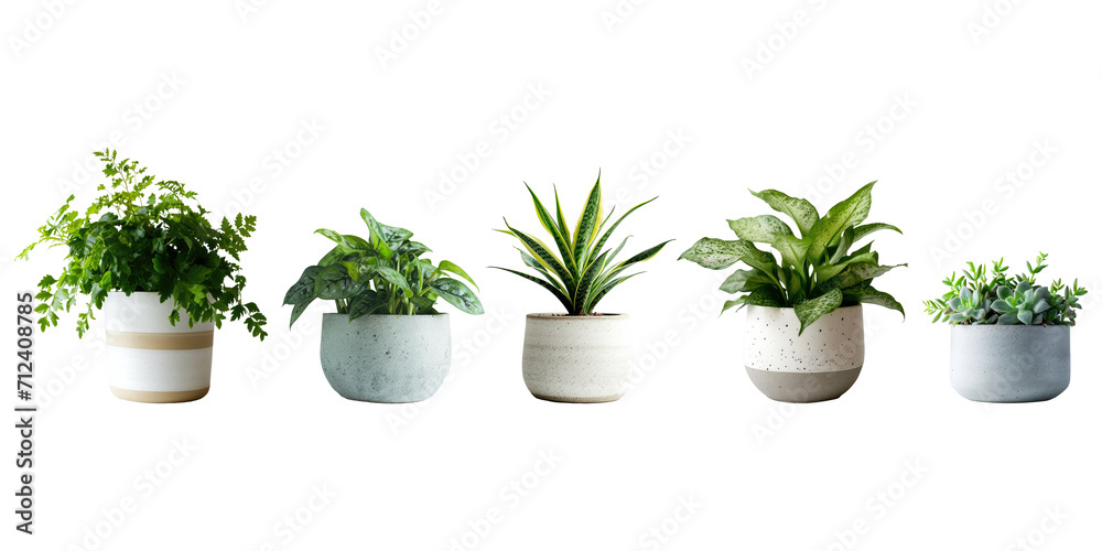 Set of Green plants in potted for interior decoration isolated on transparent png background, Houseplant for decorated in bedroom or living room, minimal natural health concept. Set of Green plants in potted for interior decoration isolated on transparent png background, Houseplant for decorated in bedroom or living room, minimal natural health concept.