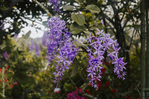 Beautiful background with flowers. Lilac Petrea Flowers