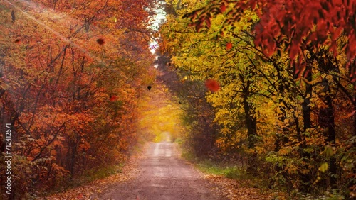 Beautiful autumn scenery. Flight over the forest in fall season. Road with moving cars inside the woodland. beautiful autumn forest, with dense colorful trees. Autumn late afternoon in a dark park.