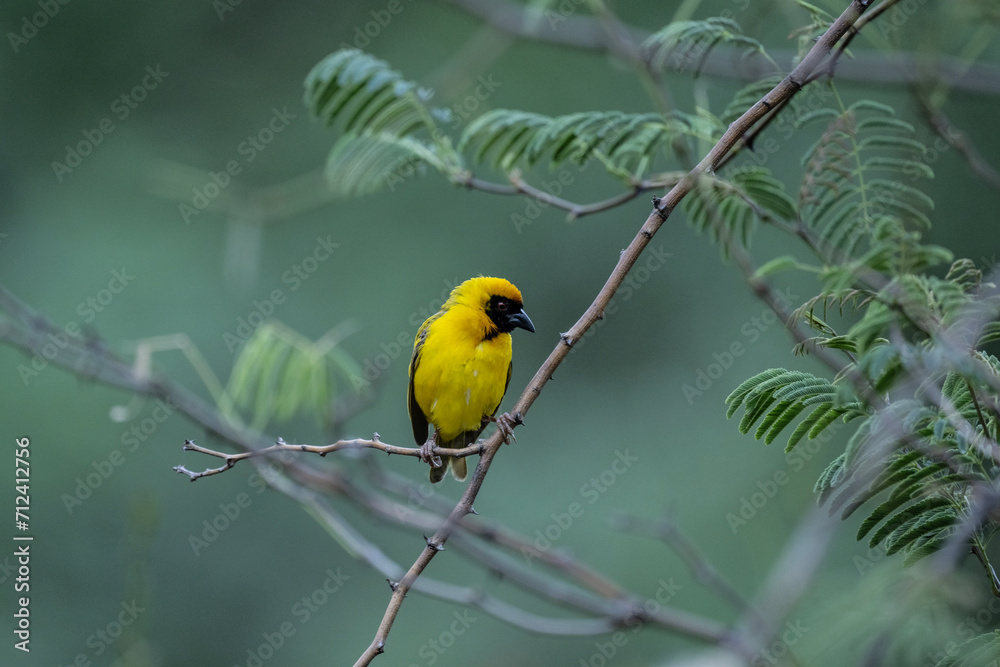 African yellow weavers in natural conditions on a green branch in a national park in Kenya African yellow weavers in natural conditions on a green branch in a national park in Kenya