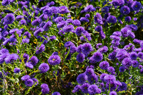 Dutch chrysanthemums and various butterflies in the park