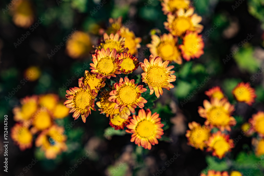 Wild chrysanthemums growing in the fields Wild chrysanthemums growing in the fields