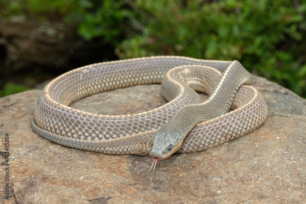 Obraz premium A wild Cape file snake (Limaformosa capensis), also known as the common file snake, curled up on a rock during a late summer's afternoon