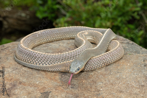 A wild Cape file snake (Limaformosa capensis), also known as the common file snake, curled up on a rock during a late summer's afternoon