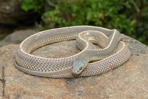 A wild Cape file snake (Limaformosa capensis), also known as the common file snake, curled up on a rock during a late summer's afternoon