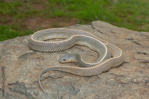 A wild Cape file snake (Limaformosa capensis), also known as the common file snake, curled up on a rock during a late summer's afternoon