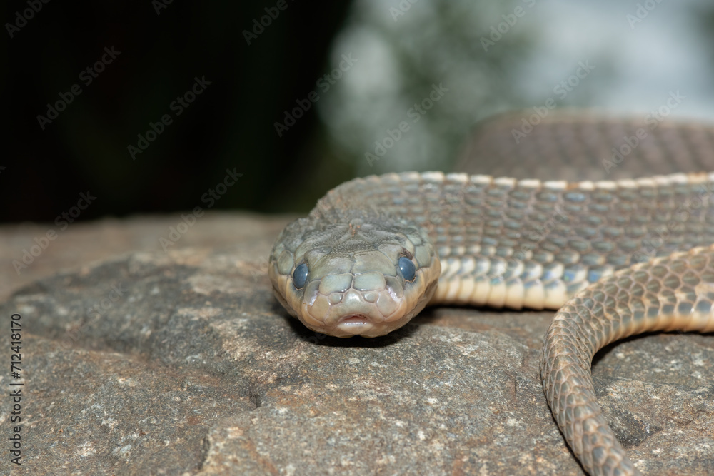 Close-up of a beautiful Cape file snake (Limaformosa capensis), also known as the common file snake Close-up of a beautiful Cape file snake (Limaformosa capensis), also known as the common file snake