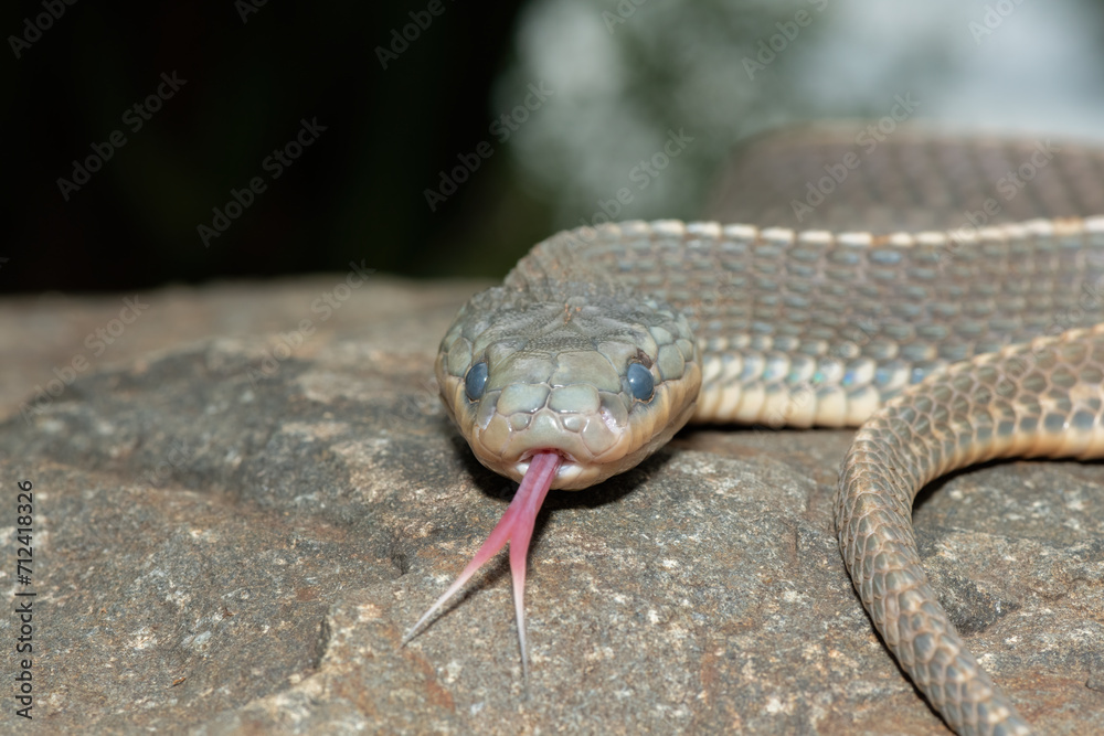 Close-up of a Cape file snake (Limaformosa capensis), also known as the common file snake, flicking its tongue Close-up of a Cape file snake (Limaformosa capensis), also known as the common file snake, flicking its tongue