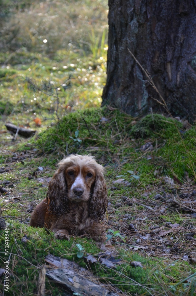 Hund im Wald