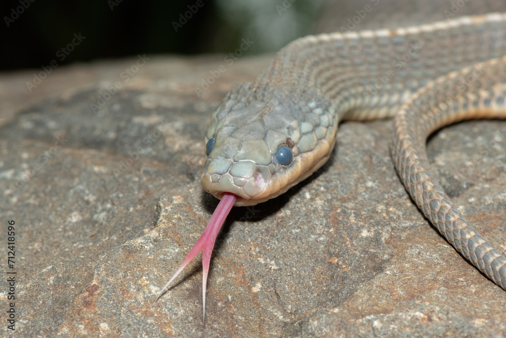 Close-up of a Cape file snake (Limaformosa capensis), also known as the common file snake, flicking its tongue Close-up of a Cape file snake (Limaformosa capensis), also known as the common file snake, flicking its tongue