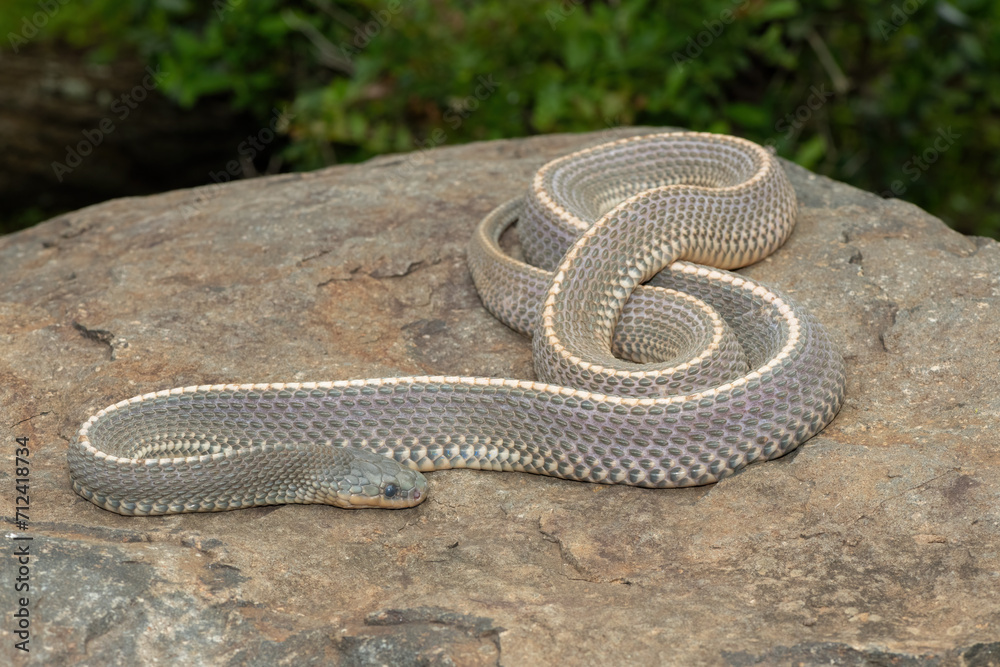 Fototapeta premium A wild Cape file snake (Limaformosa capensis), also known as the common file snake, curled up on a rock during a late summer's afternoon