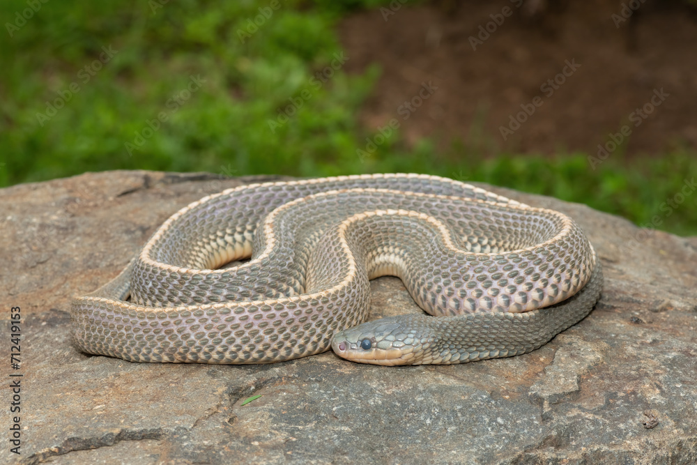 Obraz premium A wild Cape file snake (Limaformosa capensis), also known as the common file snake, curled up on a rock during a late summer's afternoon