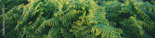 Ferns leaves nature background. Horizontal banner photo