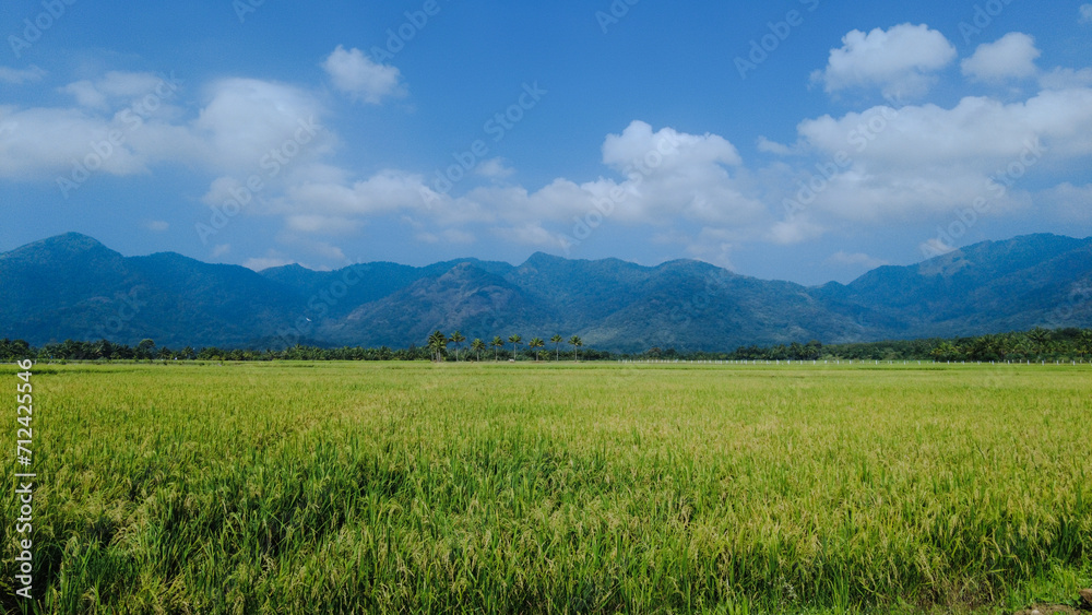 Beautiful green paddy field and western ghats mountain range, Tenkasi, Tamil Nadu