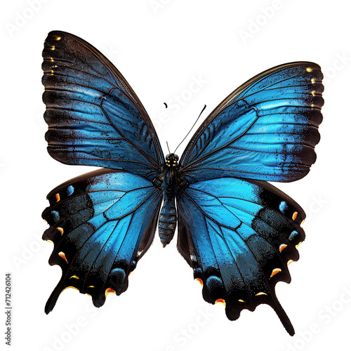 Miami Blue Butterfly isolated on transparent background. photo