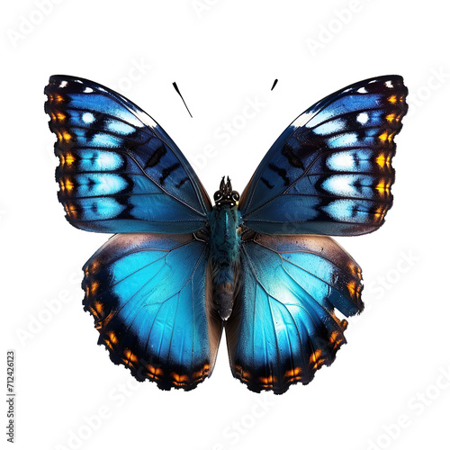 Miami Blue Butterfly isolated on transparent background. photo
