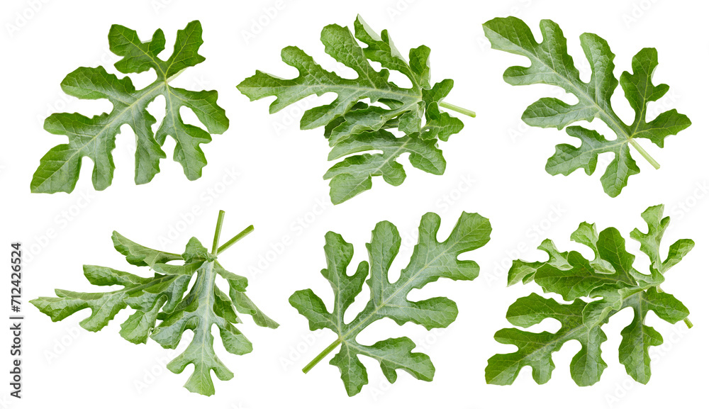 Melon leaf collection. Melon leaf clipping path