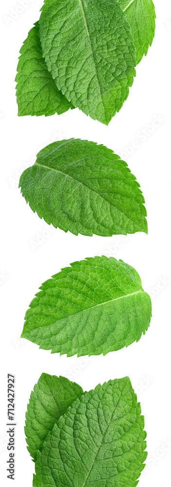 Mint leaf isolated clipping path Mint leaf isolated clipping path