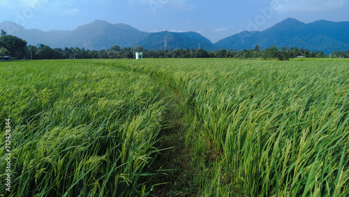 Beautiful green paddy field and western ghats mountain range, Tenkasi, Tamil Nadu