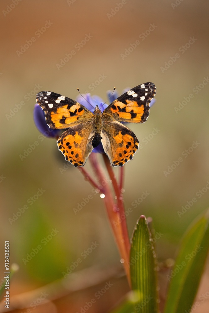 Beautiful colored wild butterfly in green nature background Beautiful colored wild butterfly in green nature background