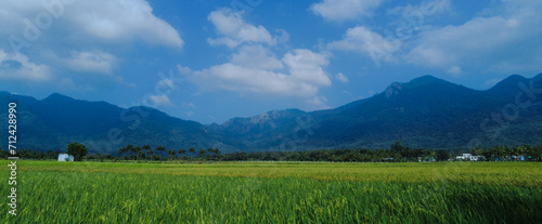 Beautiful green paddy field and western ghats mountain range, Tenkasi, Tamil Nadu