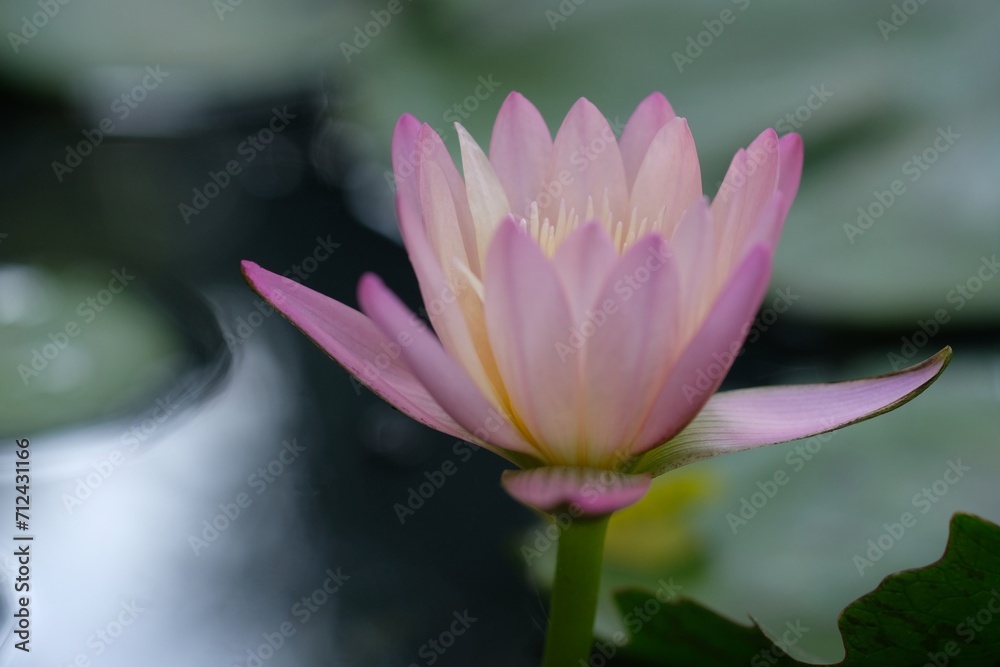 Beautiful pink waterlily or lotus flower in pond Beautiful pink waterlily or lotus flower in pond
